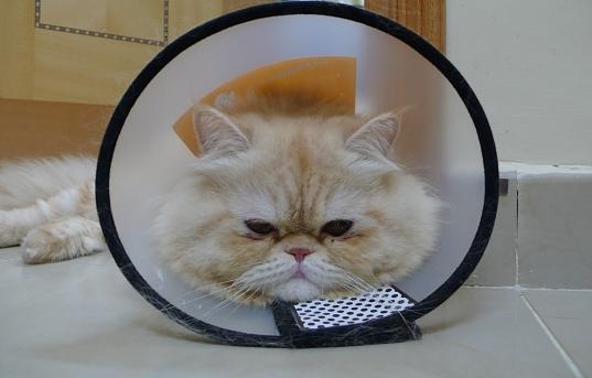 小细节决定健康的指数,小猫咪也要注意个人卫生