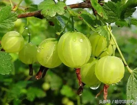 哈尔滨尚志未来5年规划,哈尔滨尚志最新规划