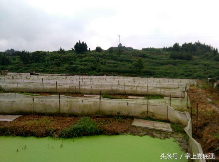 湖南郴州青蛙养殖,湖南青腾青蛙养殖