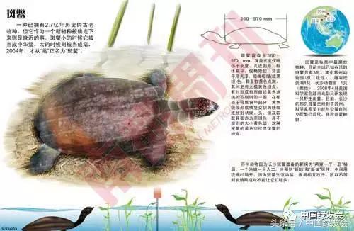 我和“僵尸物种”有个约会｜中国绿发会奖励5万元寻找中华斑鳖