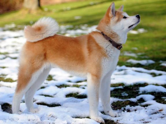 最贵的温顺的不掉毛的宠物狗,全国最贵的小型宠物狗是哪种