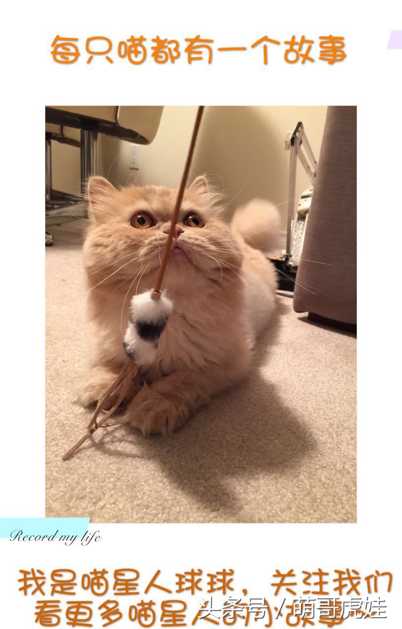 澶忓ぉ鏉ヤ簡鐚ゴ,澶忓ぉ鏉ヤ簡瑕佺粰鐚壀姣涘悧