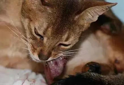 猫咪怀孕生产及产后护理