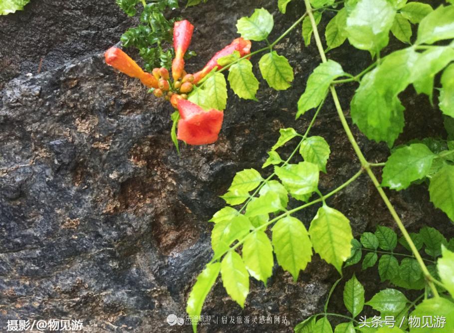 清水凌霄映芙蓉北京日坛公园雨中景｜一绮花见游（原创城市微旅行文章）