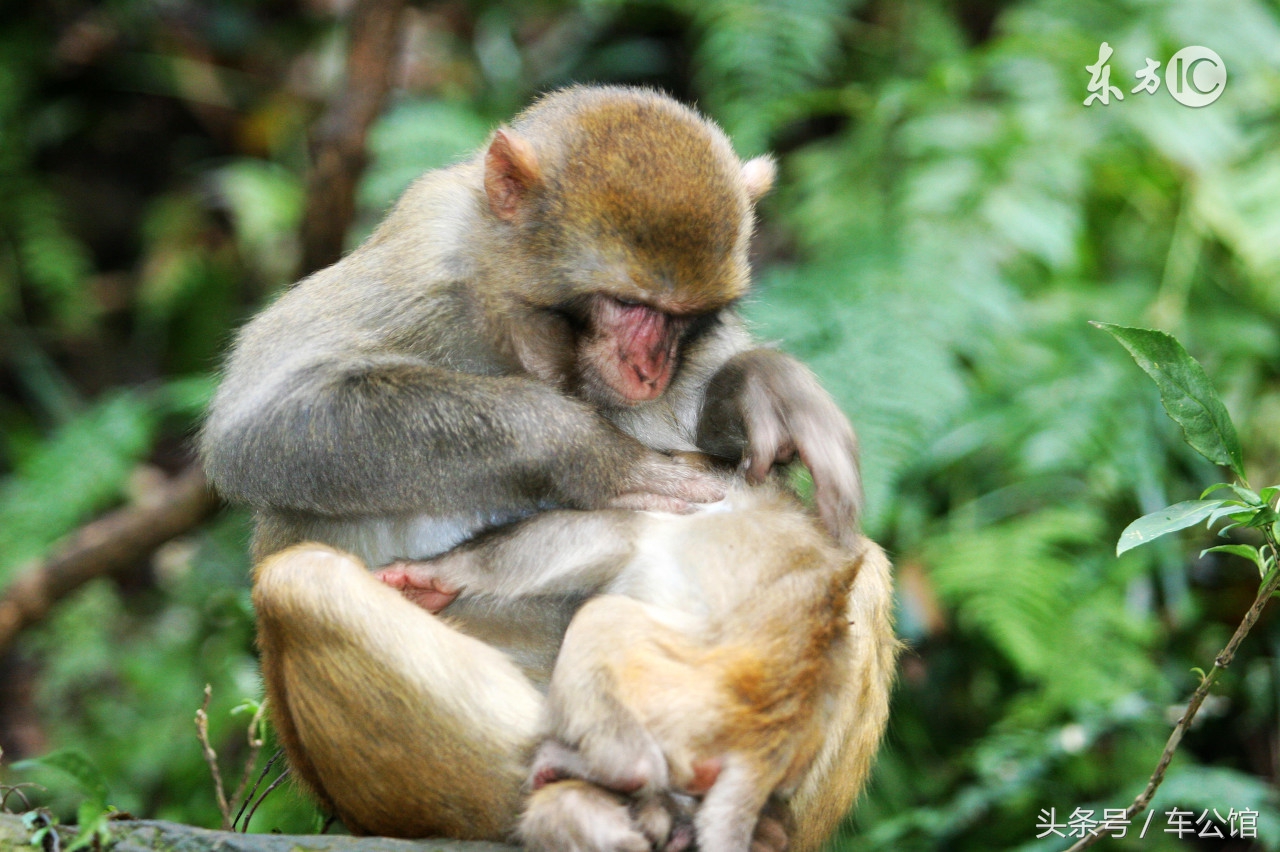属猴人的性格运势,属猴人的性格优点和缺点