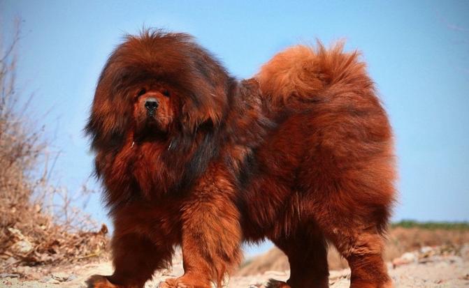 最贵的温顺的不掉毛的宠物狗,全国最贵的小型宠物狗是哪种