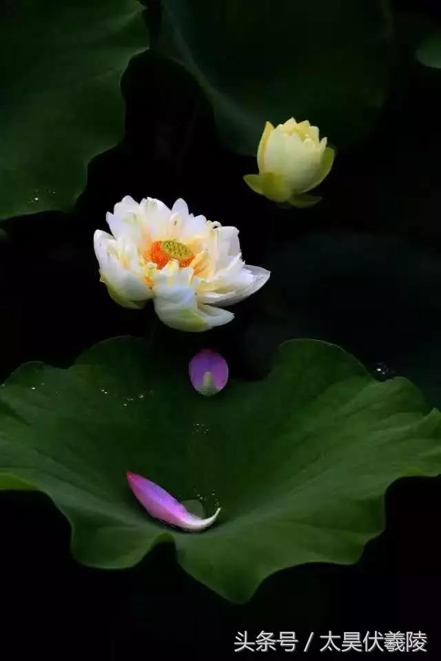 淮阳万亩荷花华丽盛放，让摄影师告诉您，荷花到底有多美！