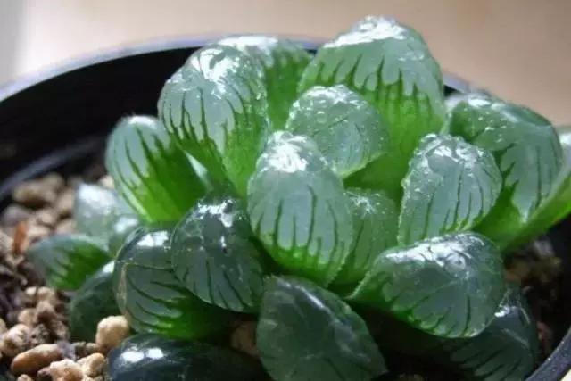 十二卷多肉植物怎么养,十二卷多肉如何养根