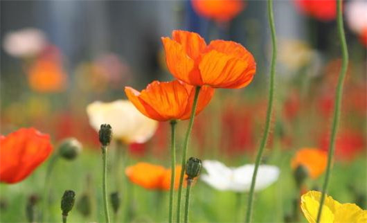 全营养土种的花容易死,养花的营养土可以直接种花吗