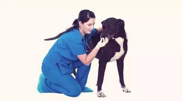 狗狗早上吐黄水和黄沫吃什么药,狗狗吐黄水不吃饭吃草怎么回事