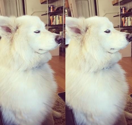 萨摩耶跟二哈哪个好养,二哈和萨摩耶哪个好养