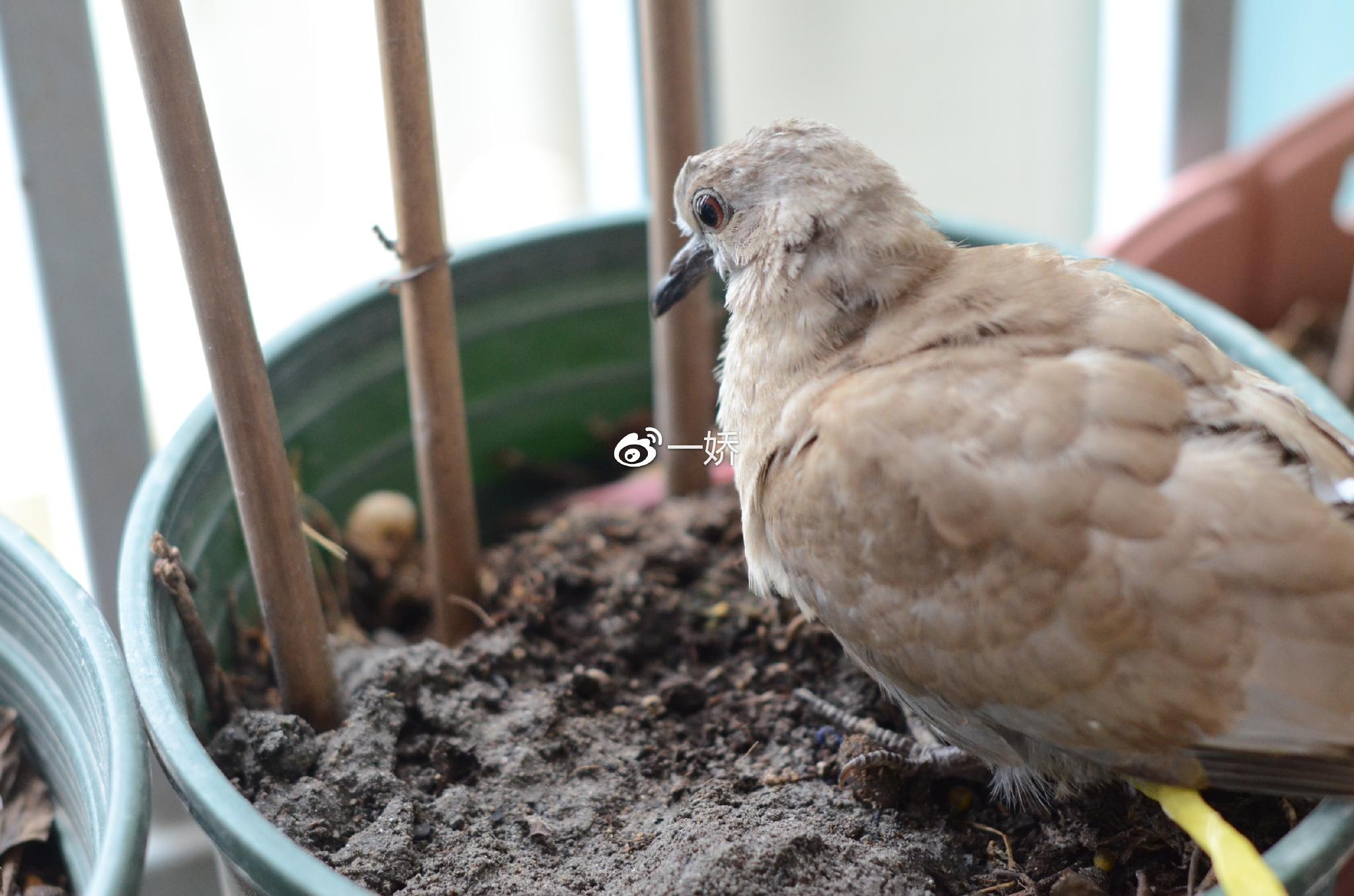 野外捡来的雏鸟拿什么给它吃,野外捡来的小鸟怎么给他喂食