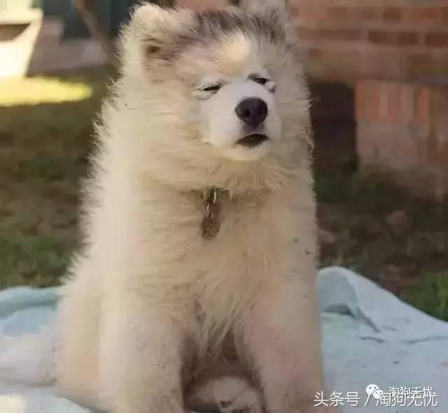 所有的狗狗都有尴尬期吗,科普狗狗知识