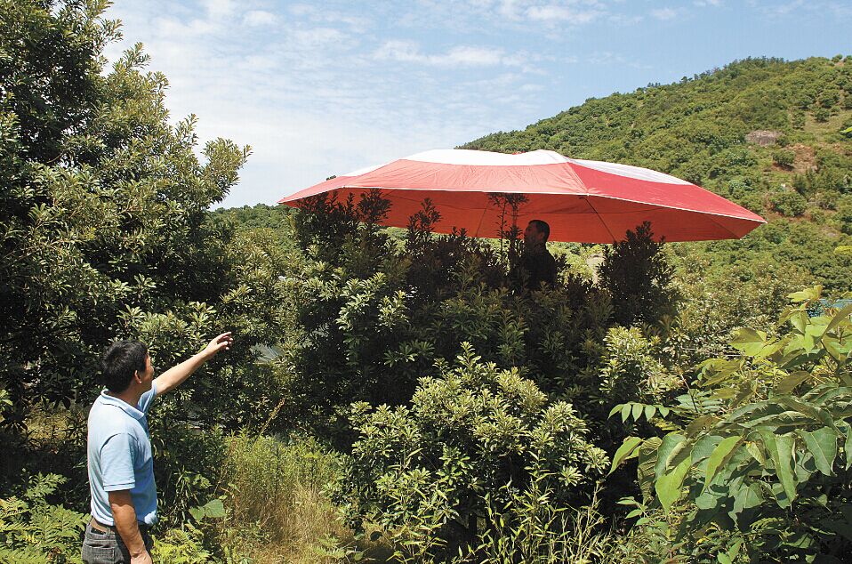 杨梅单株避雨棚,杨梅简易避雨栽培技术