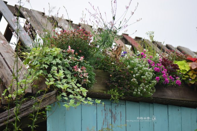 成都玛莉亚色彩花园,成都玛莉亚色彩花园电话