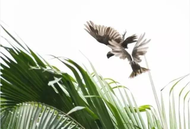 去塞舌尔用不用护照,塞舌尔护照免签国2024