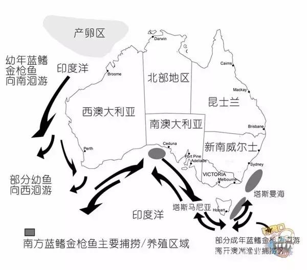 金枪鱼一般吃什么,金枪鱼要怎么吃才好吃