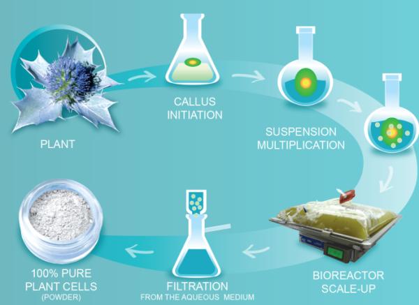 赫莲娜绿瓶,赫莲娜小绿瓶怎样辨真假