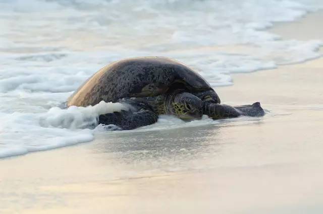 去塞舌尔用不用护照,塞舌尔护照免签国2024