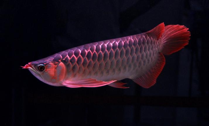 怎么让龙变好看,龙怎么发育