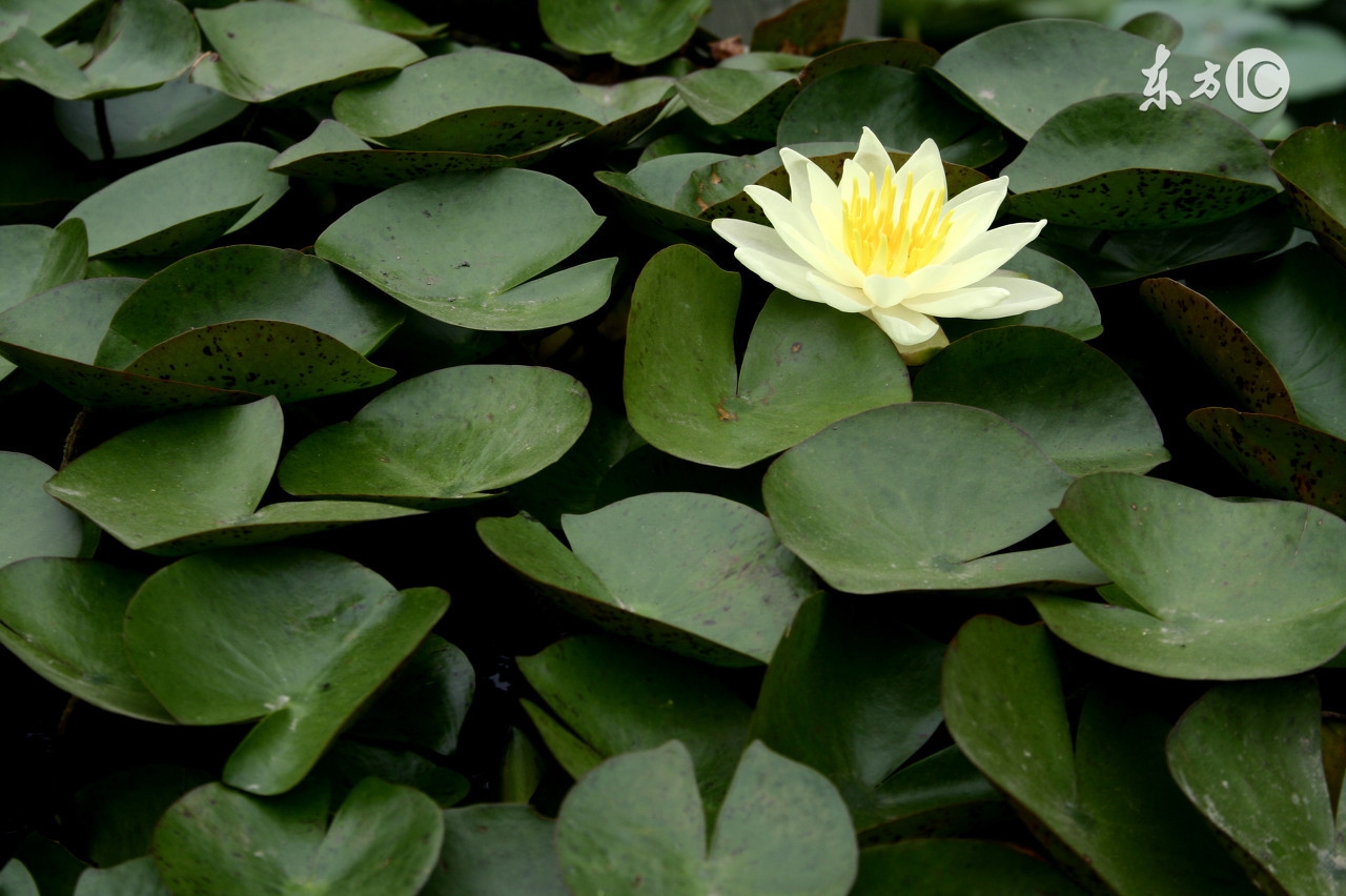 孕妇怀孕十月的食谱,孕妇营养食谱长胎不长肉