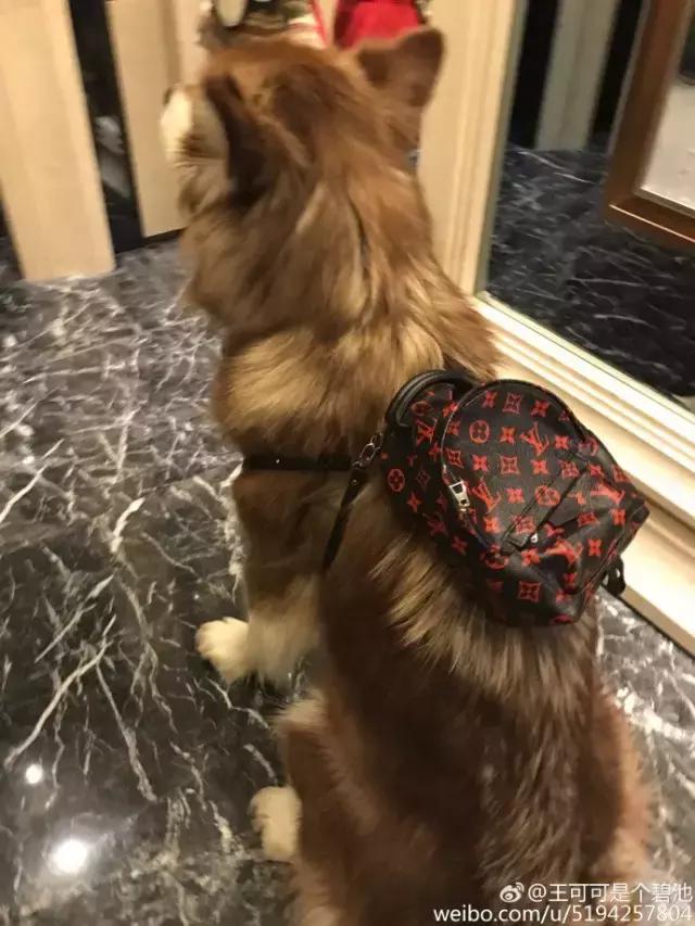 王思聪的狗坐私人飞机这和10多万的狗链比算什么？