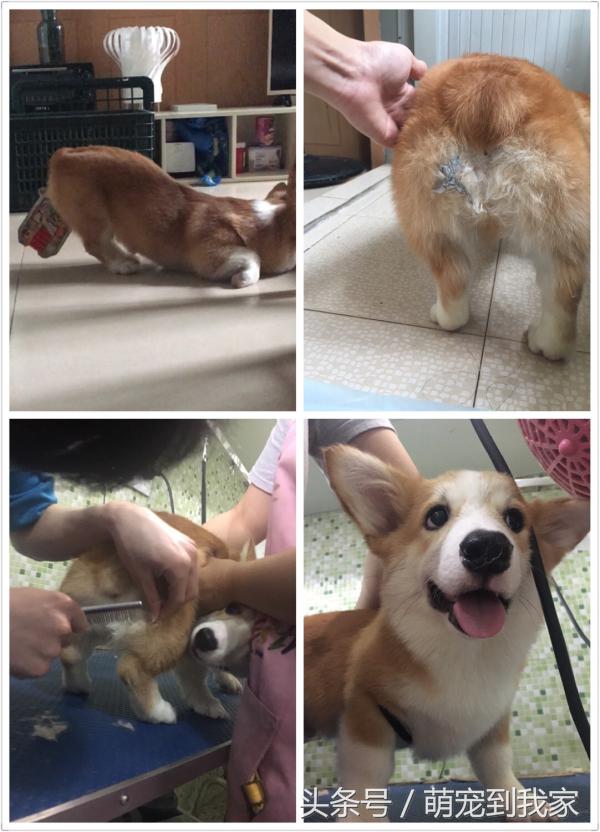 狗宝刚来家里的时候猫咪很生气，没想到后来它们居然合伙偷食吃！