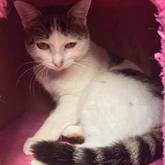 2022上海宠物领养中心官网,上海宠物领养日申请领养概率