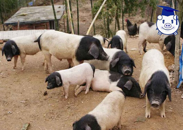 生态养猪让她年入百万,听美女猪倌介绍养猪致富经!