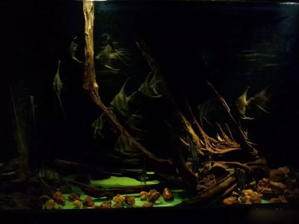 2米龙魟虎缸，23天开缸全记录