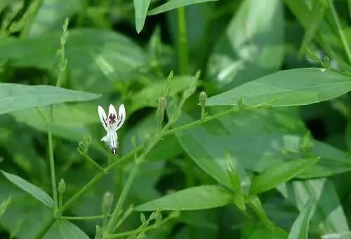 「百草园」那些“悬壶济世”的植物(十六)穿心莲