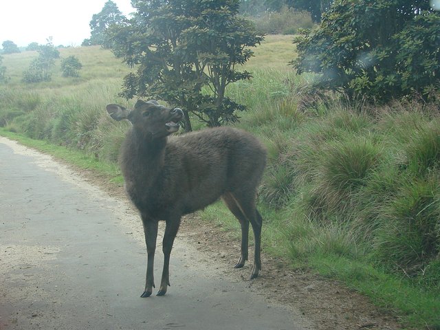 在斯里兰卡旅游必做的10件事,在斯里兰卡的难忘旅行经历