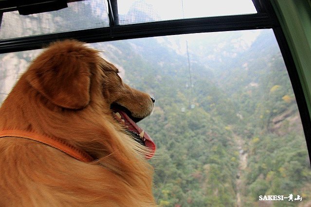 金毛萨克斯,金毛挑战全部视频