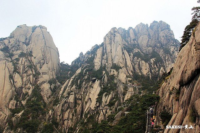 金毛萨克斯,金毛挑战全部视频