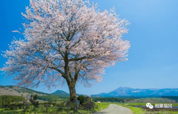 熊本美食大攻略,熊本城美食