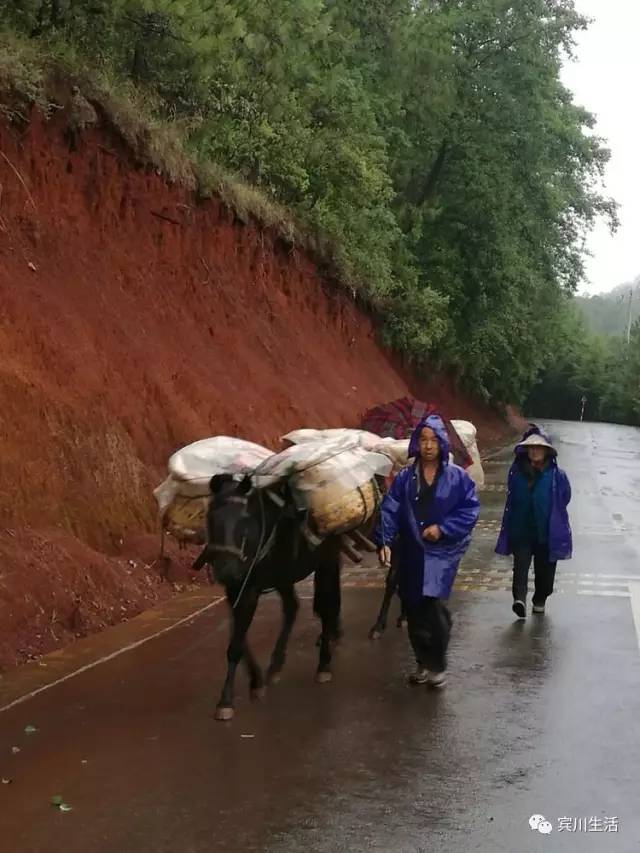 请不要对着手机流口水\^O^/宾川鸡足山正疯长的野生菌