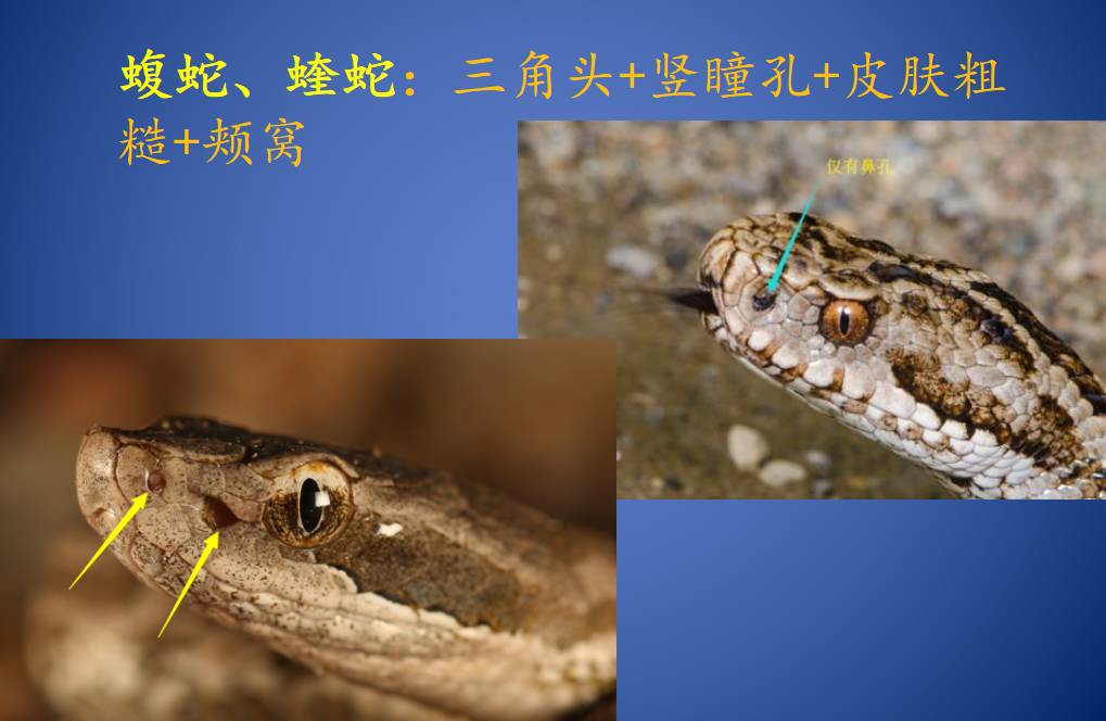 原来，这些救治毒蛇咬伤的方法都不靠谱