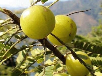 牛甘果的营养价值和功效,油甘果的功效与营养价值