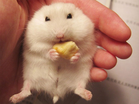 怎么抓布丁仓鼠仓鼠不咬人,银狐仓鼠和布丁仓鼠咬人么