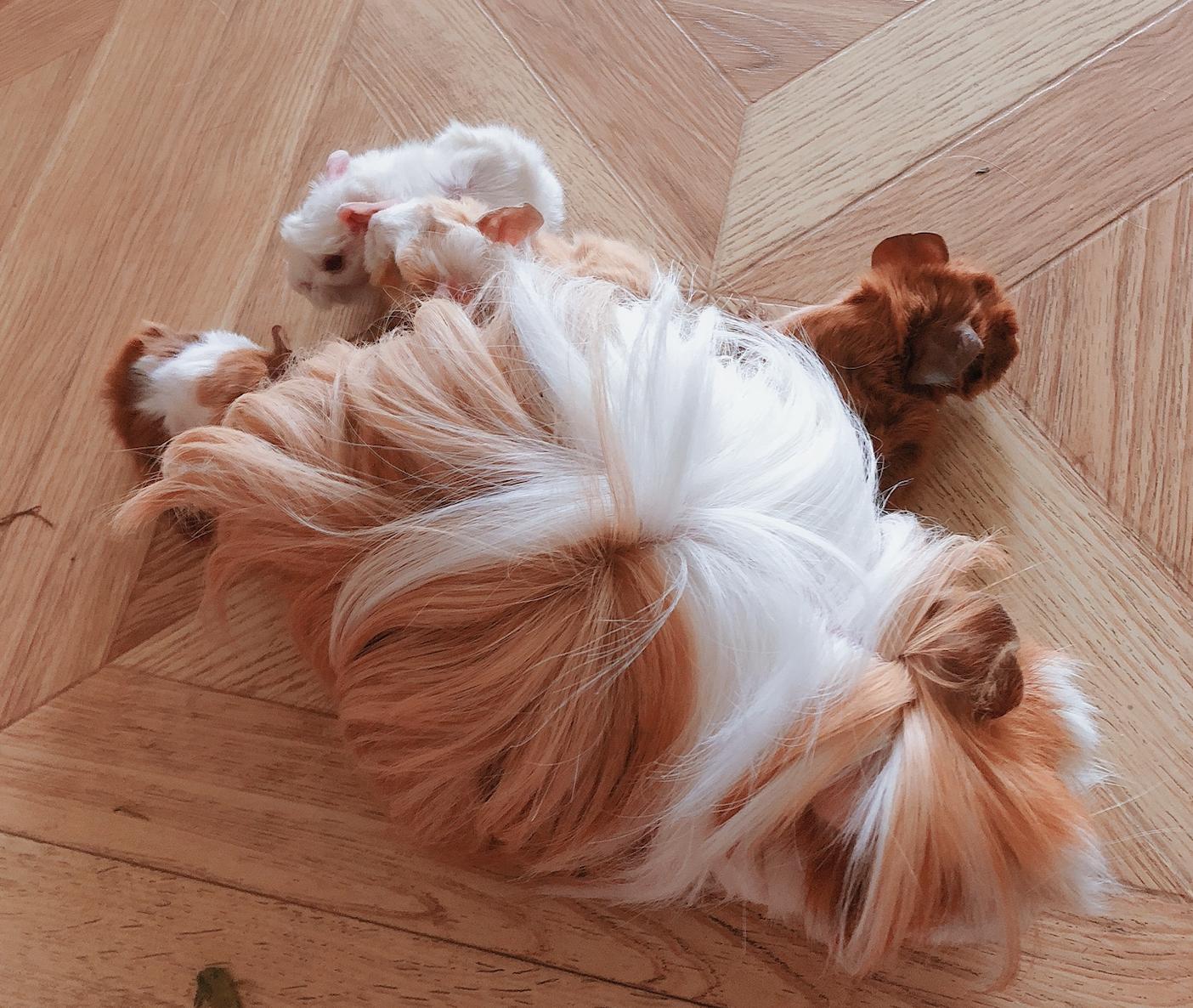 荷兰猪仓鼠龙猫三种宠物饲养,龙猫仓鼠豚鼠中哪个最好养