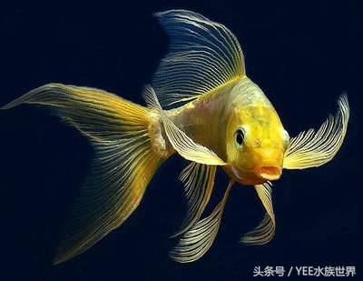 养好的鱼天天死怎么办,为什么家里的鱼养不活