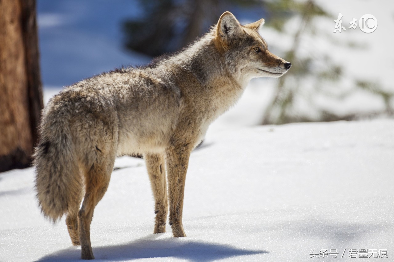 流落荒城，只有一头狼，和一把刀，要保护一个女人