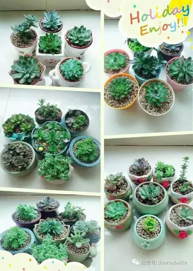 遇见多肉作品,和多肉邂逅的时光