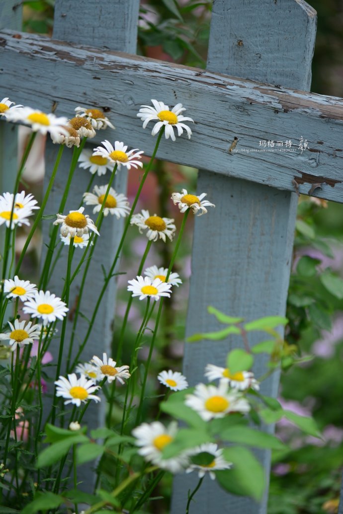 成都玛莉亚色彩花园,成都玛莉亚色彩花园电话