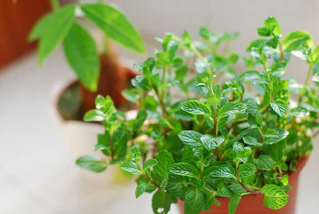 水培薄荷叶子发黄枯萎怎么办,小薄荷叶子发黄怎么办