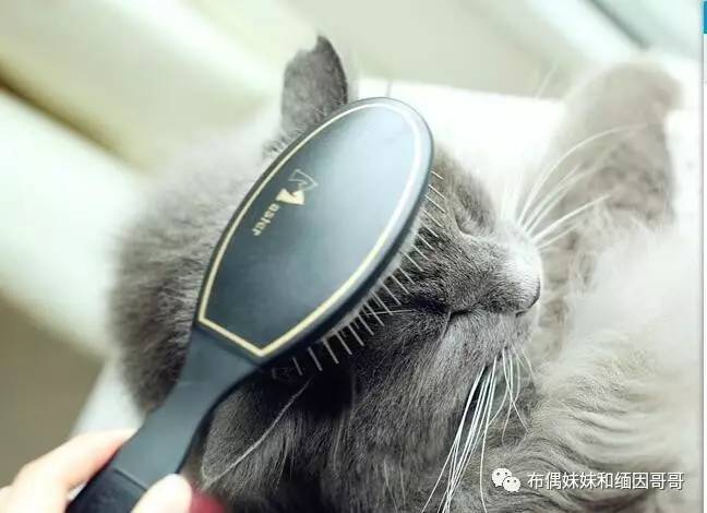 猫眼的养护方法,猫眼保养方法