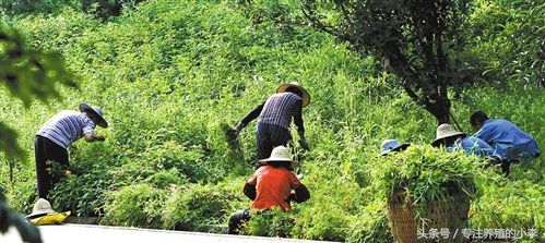 夏天农户养鸡注意事项及防治,夏天养鸡如何防蚊蝇呢