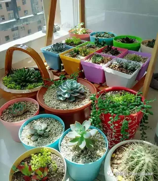遇见多肉作品,和多肉邂逅的时光