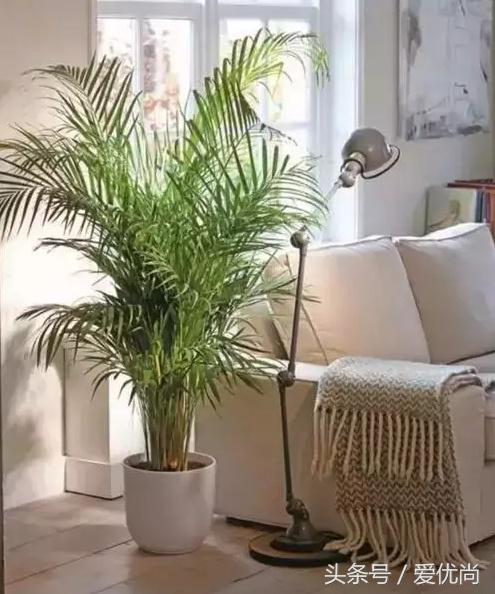 凤尾竹叶尖变黄发干怎么挽救,凤尾竹叶尖发黑变干怎么办