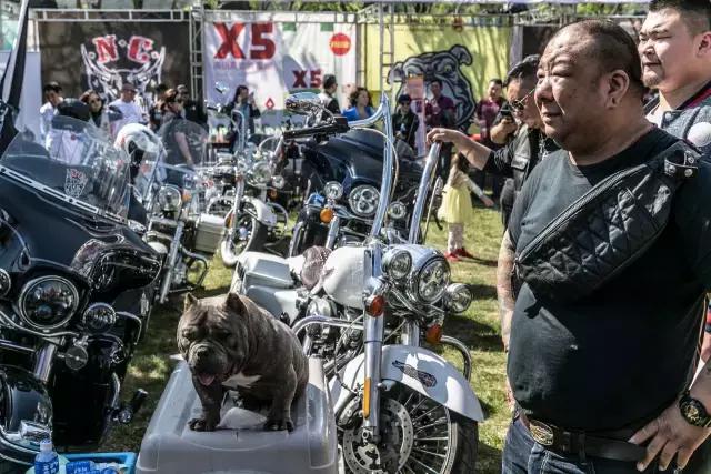 狗生如梦｜ONE实验室